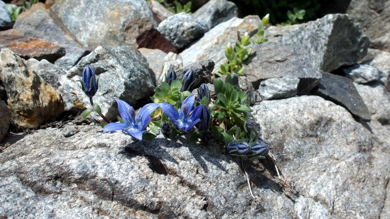 Campanula cenisia / Campanula del Moncenisio